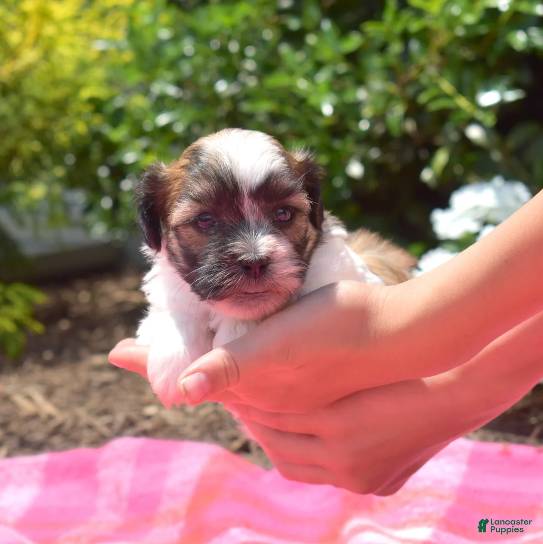 Teddy Bear dogs for sale: Goose  - Ad 2