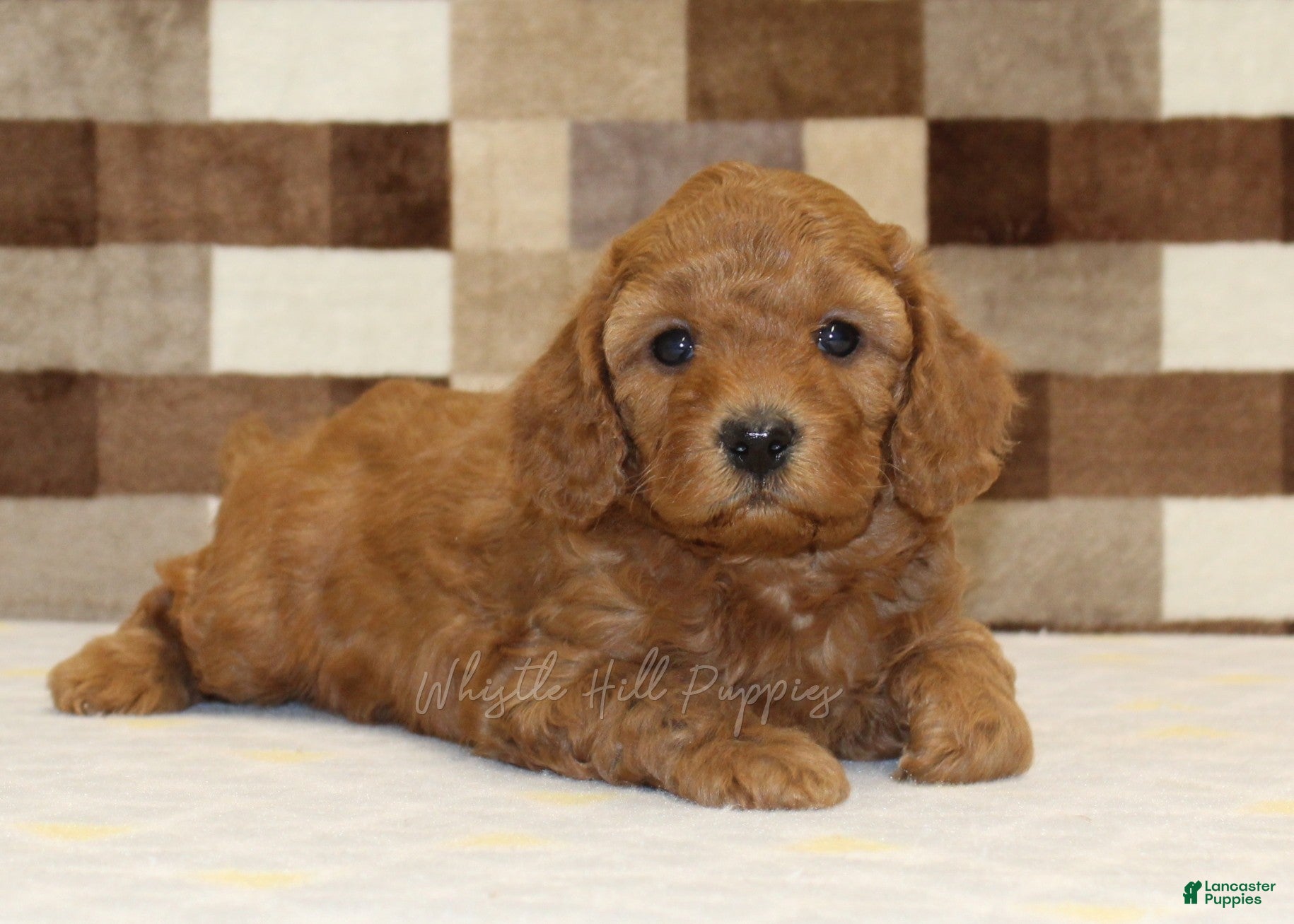 Cavapoo dogs Ollie - Ad 2