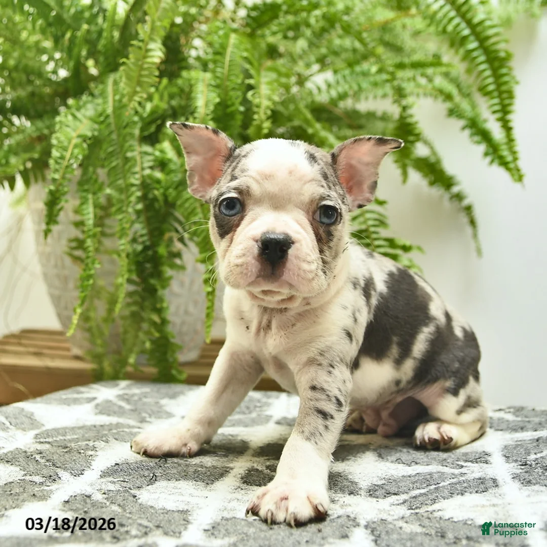 Boston Terrier dogs for sale: Ceaser  - Ad 2