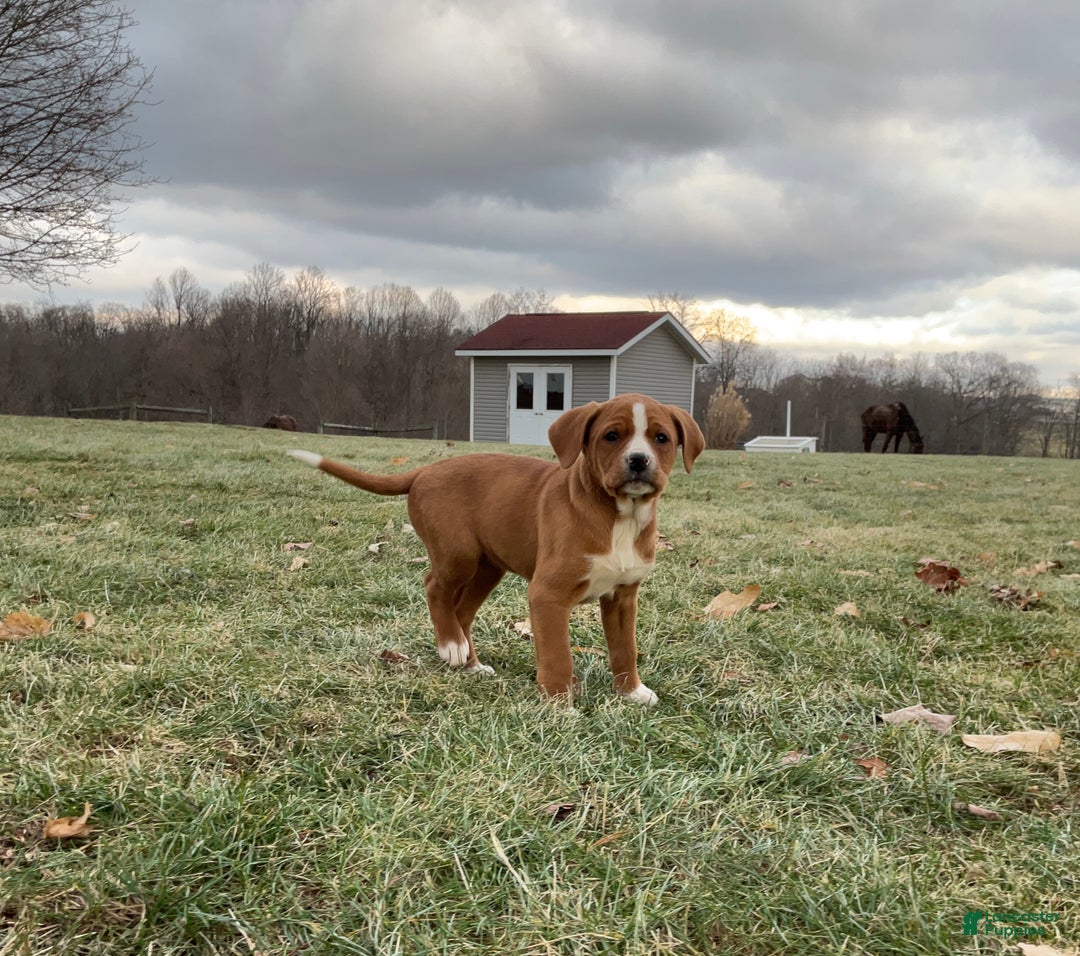 Mixed Breed dogs for sale: Hazel - Ad 2