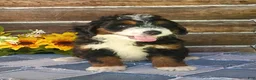 Mini Bernedoodle dogs for sale: Mini Bernedoodle 1 - Ad 3