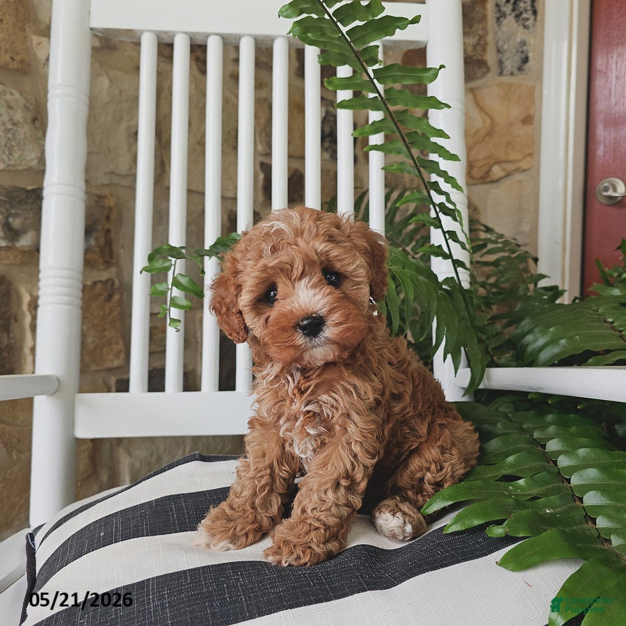 Cavapoo dogs Leo - Ad 1
