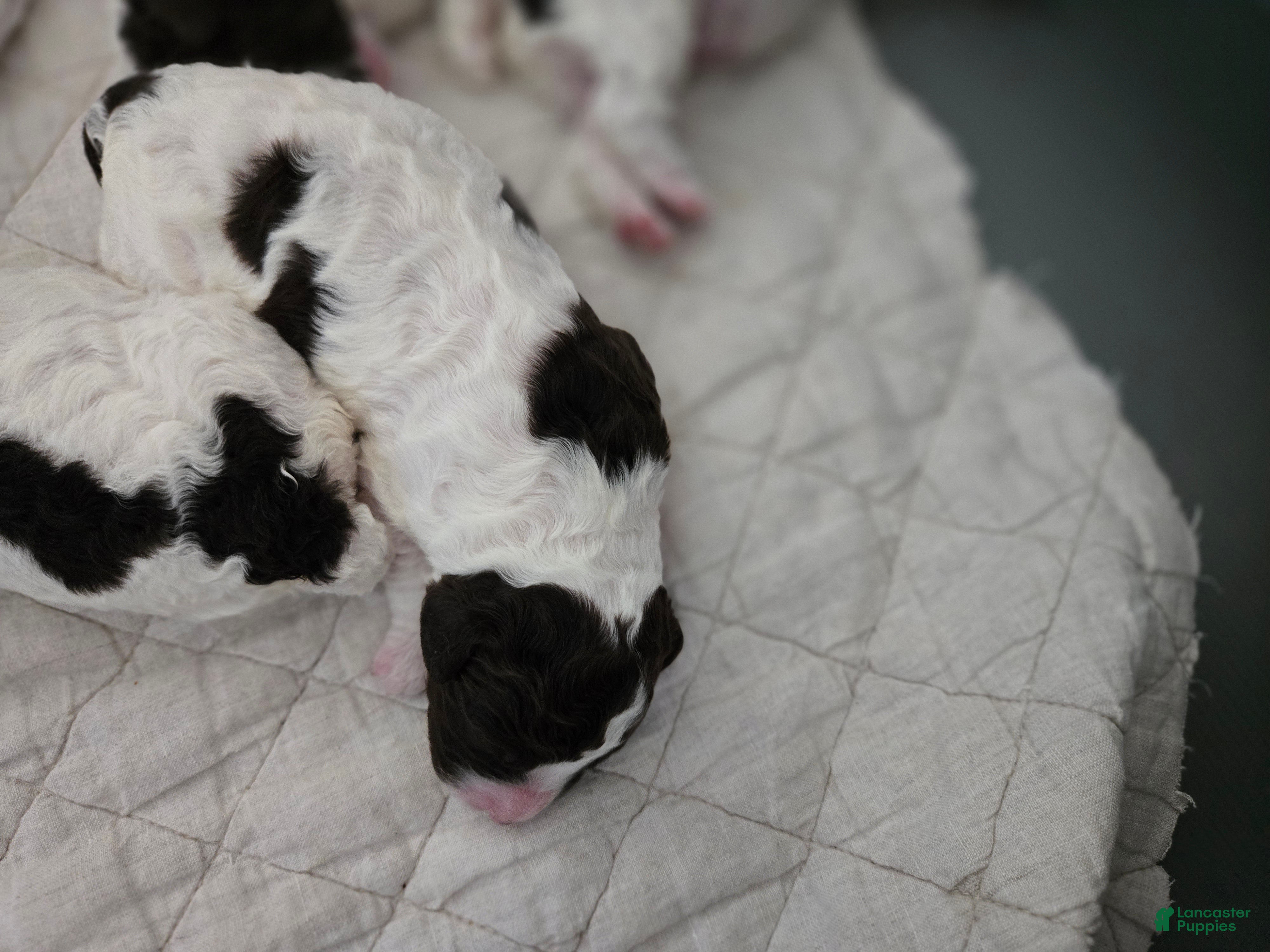 Spanish Water Dog dogs for sale: Spanish Water Dog Puppy 1 - Ad 1
