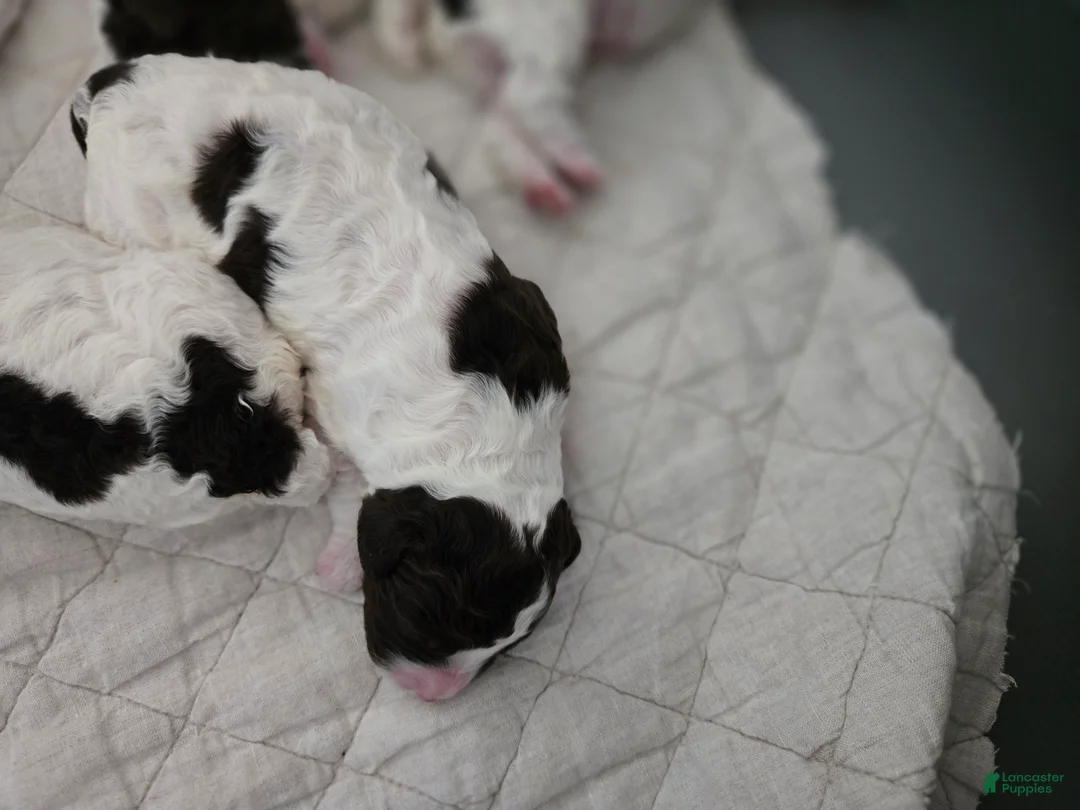 Spanish Water Dog dogs for sale: Spanish Water Dog Puppy 1 - Ad 1
