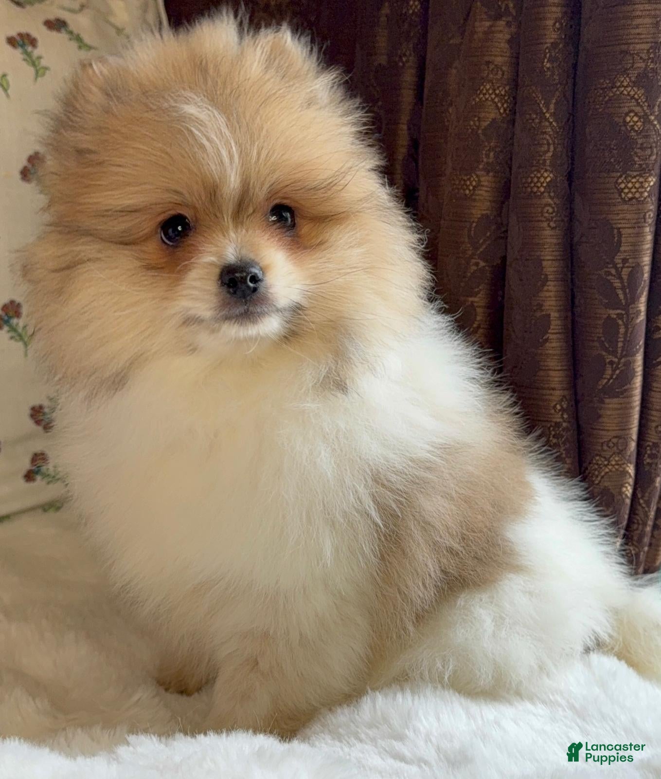 Pomeranian dogs Pomeranian Puppy Steve - Ad 9