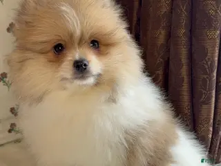 Pomeranian dogs Pomeranian Puppy Steve - Ad 9
