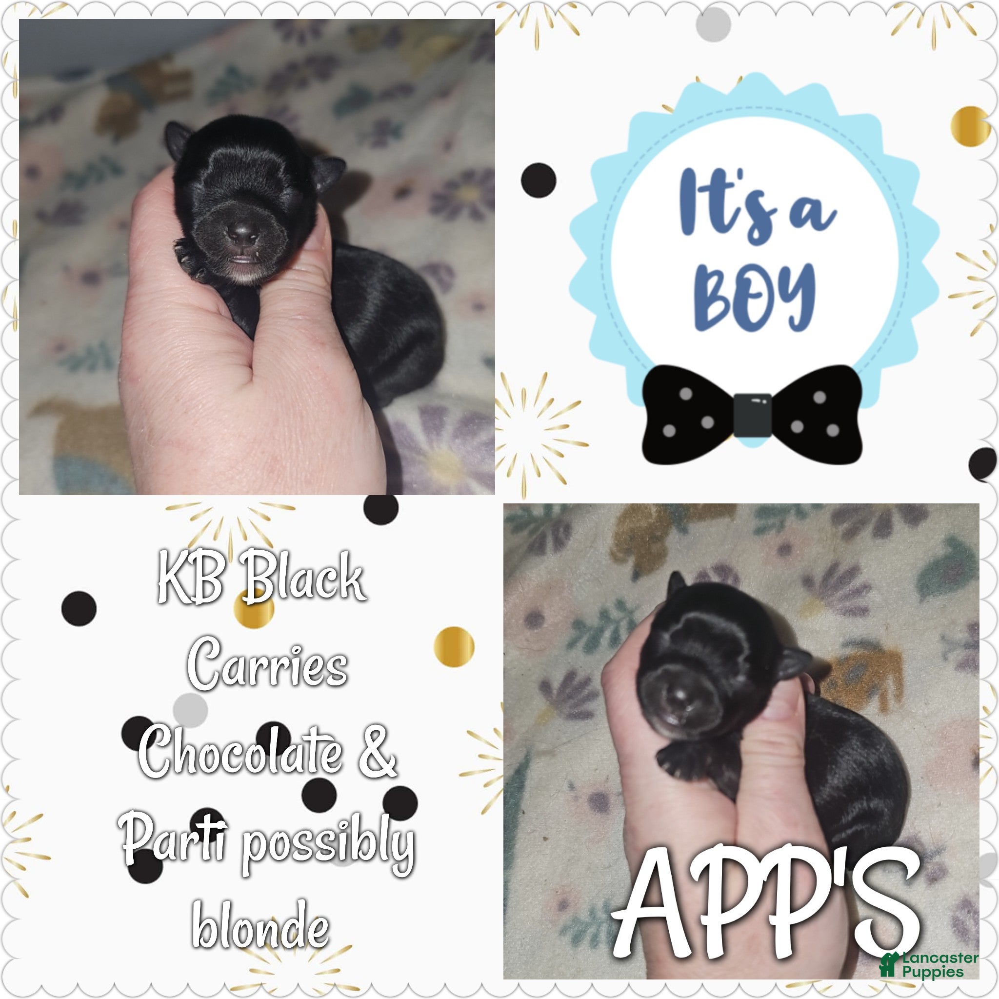 Yorkshire Terrier dogs Yorkshire Terrier Puppy 4 - Ad 34