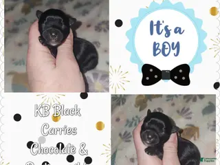 Yorkshire Terrier dogs Yorkshire Terrier Puppy 4 - Ad 34