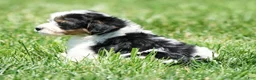 Yorkiepoo dogs for sale: Rex - Ad 3