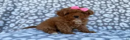 Cavapoo dogs for sale: Scarlett - Ad 5