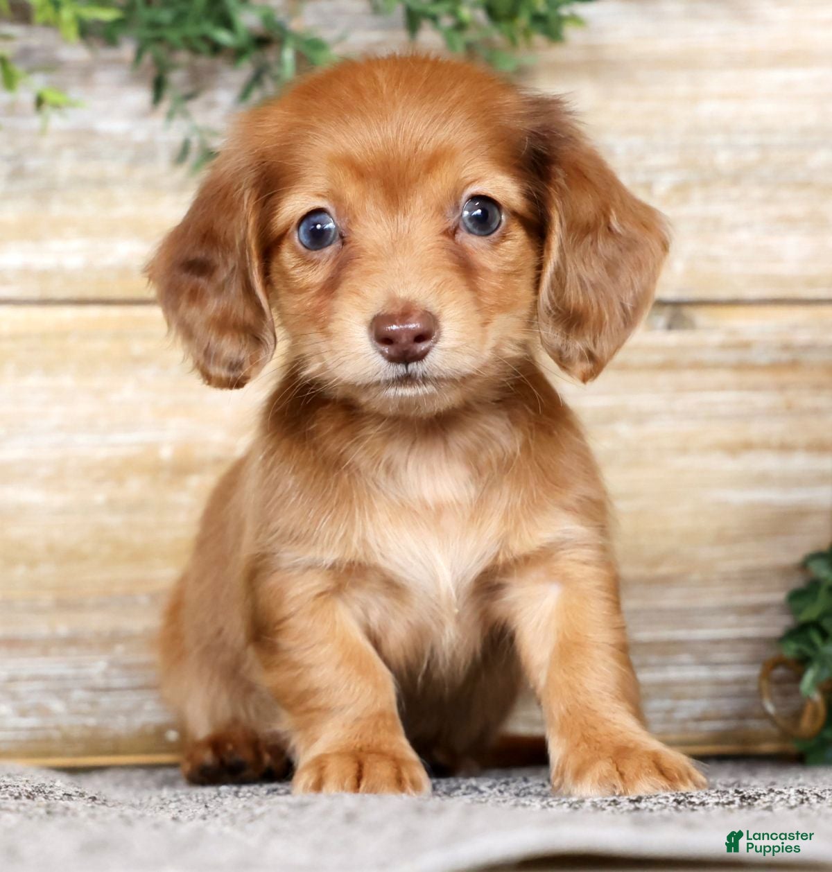 Miniature Dachshund dogs Erica - Ad 2