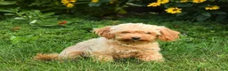 Cavapoo dogs for sale: Lemon - Ad 6