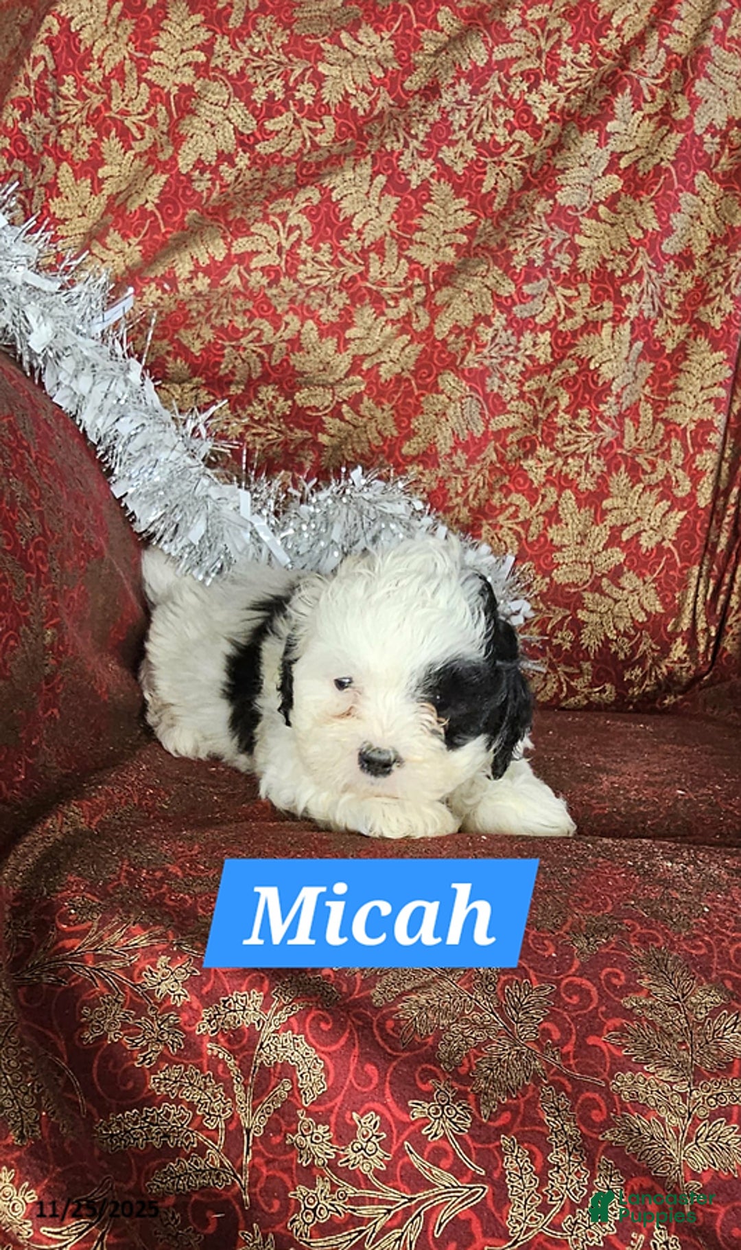 Shih Tzu dogs for sale: Micah - Ad 3