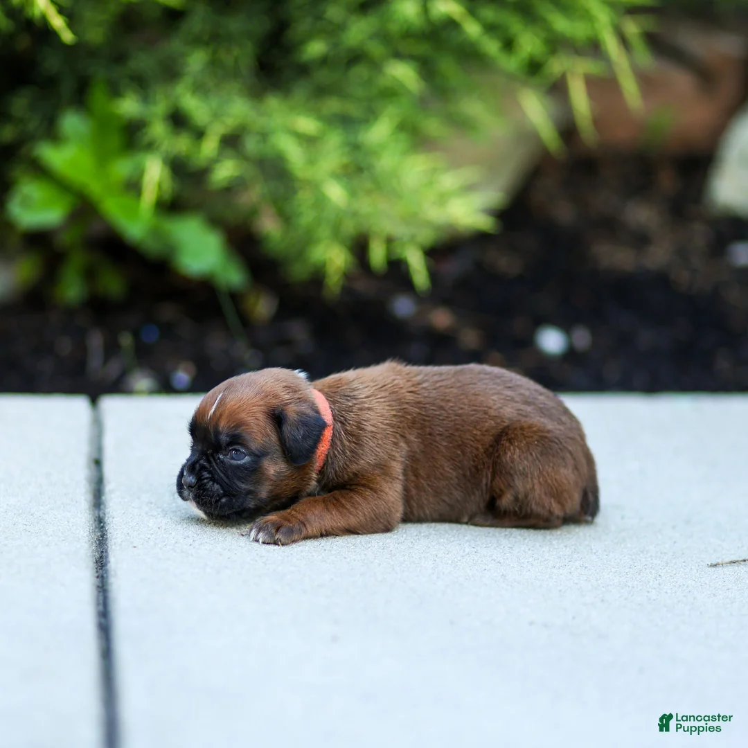 Boxer dogs for sale: Narissa Boxer  - Ad 2