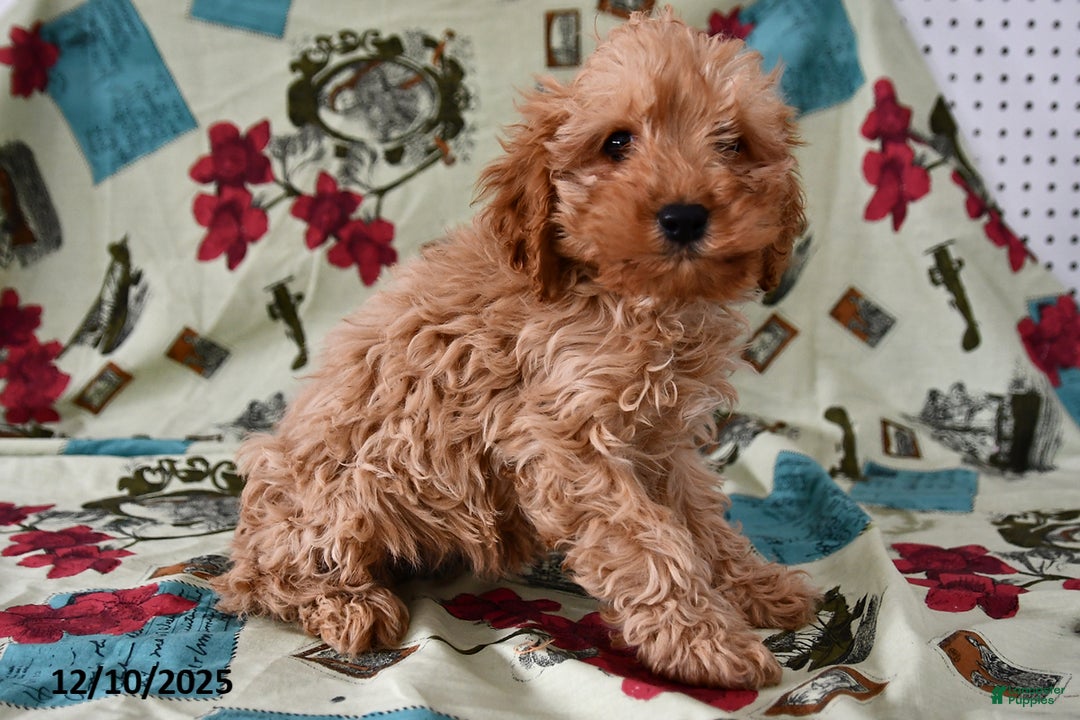 Cockapoo dogs for sale: Caramel  - Ad 4