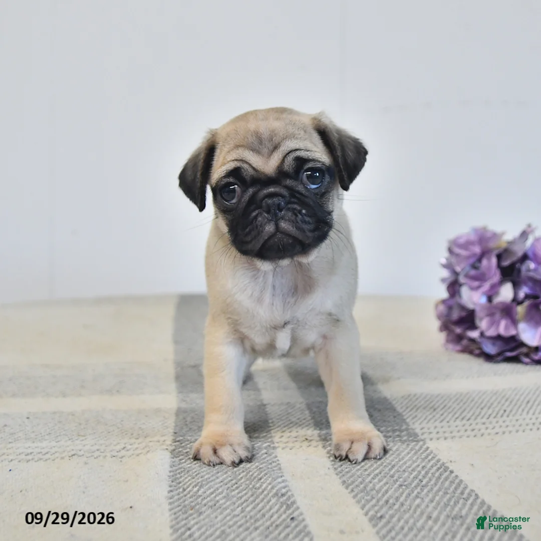 Pug dogs for sale: Opal - Ad 1
