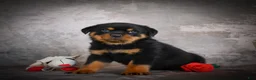 Rottweiler dogs for sale: Logan - Ad 7