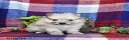 Pomeranian dogs for sale: Rusty - Ad 3