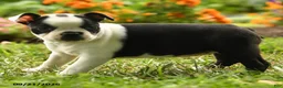Boston Terrier dogs for sale: Nia - Ad 2