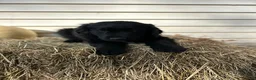 Mixed Breed dogs for sale: Oreo - Ad 3