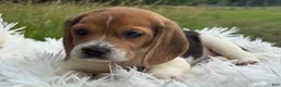 Beagle dogs for sale: Addie - Ad 8