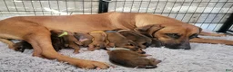 Rhodesian Ridgeback dogs for sale: Rhodesian Ridgeback Puppys - Ad 7