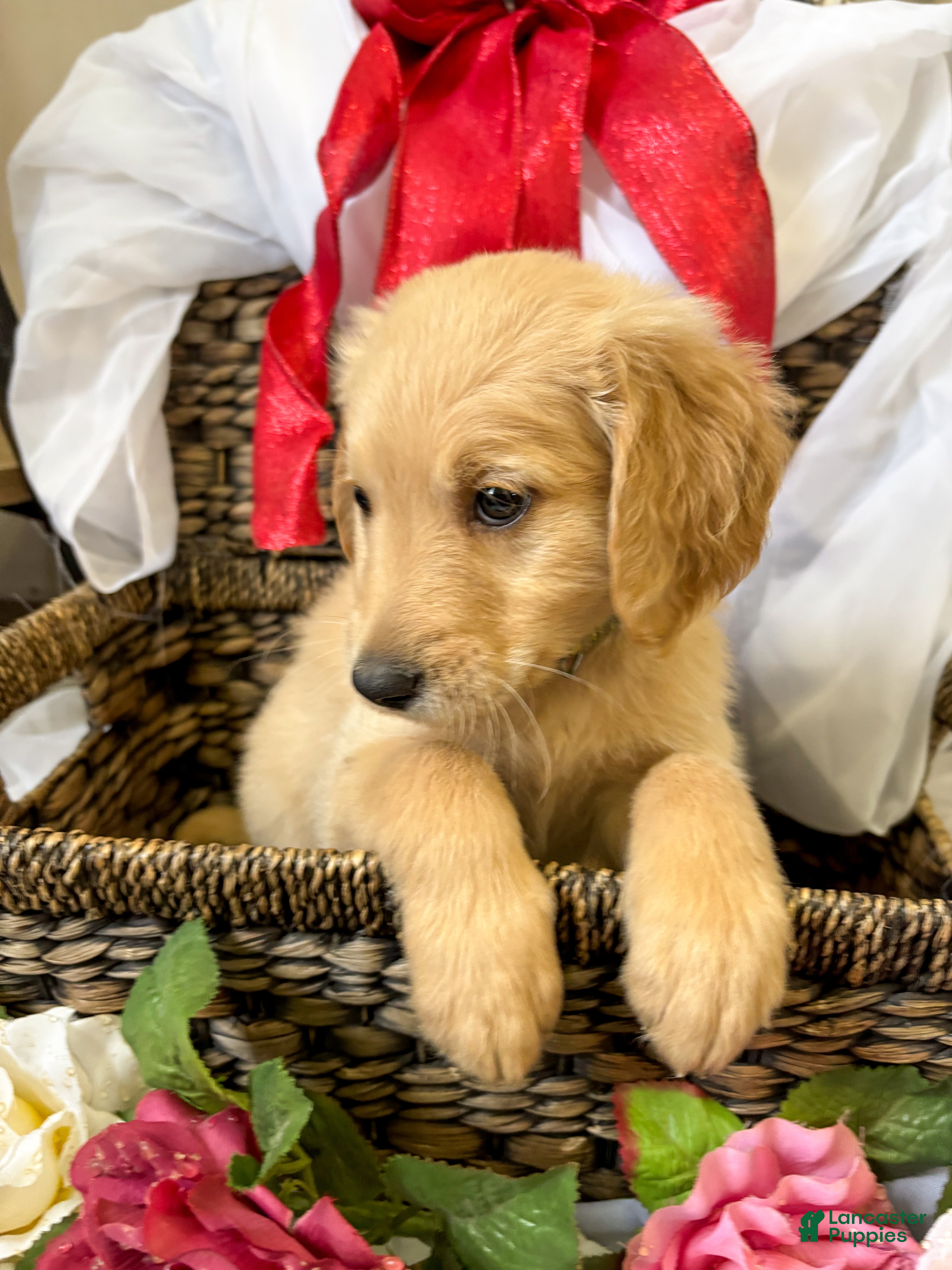 Goldendoodle dogs Cedar - Ad 14