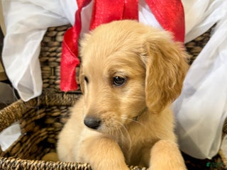 Goldendoodle dogs Cedar - Ad 38