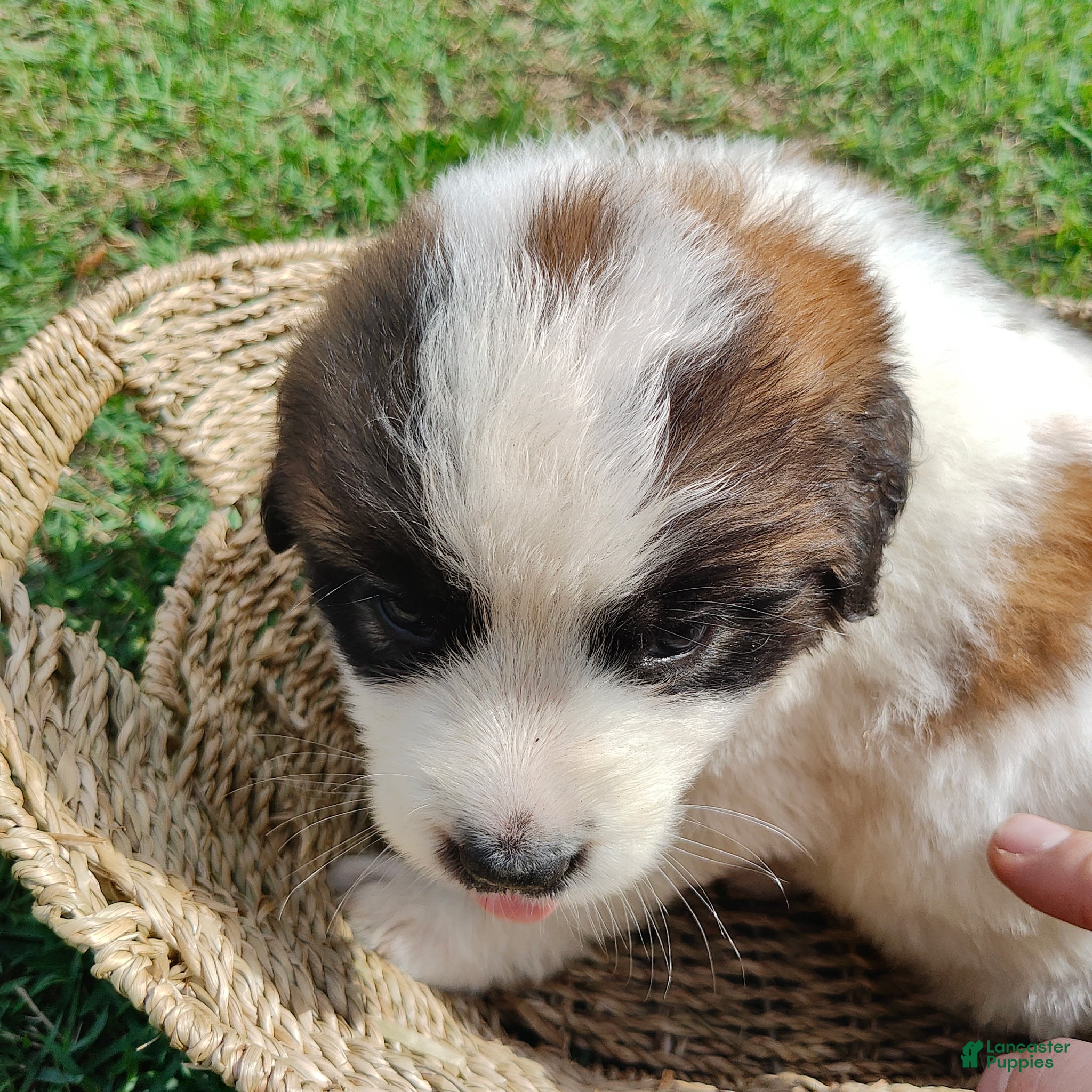 Mixed Breed dogs for sale: Saint Bernard Pyrenees mix Puppy 6 - Ad 1