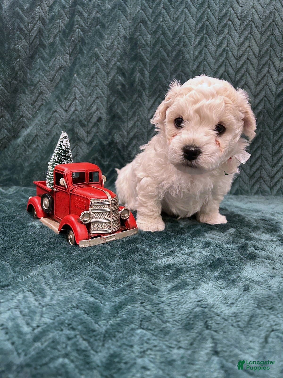 Mixed Breed dogs Frosty - Ad 31