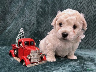 Mixed Breed dogs Frosty - Ad 31