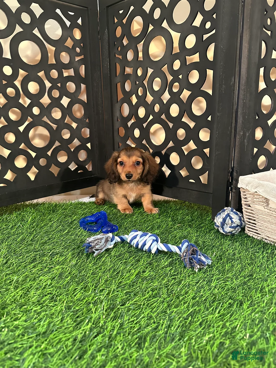 Miniature Dachshund dogs for sale: Cooper Sweet Little Mini Dachshund Puppy - Ad 5