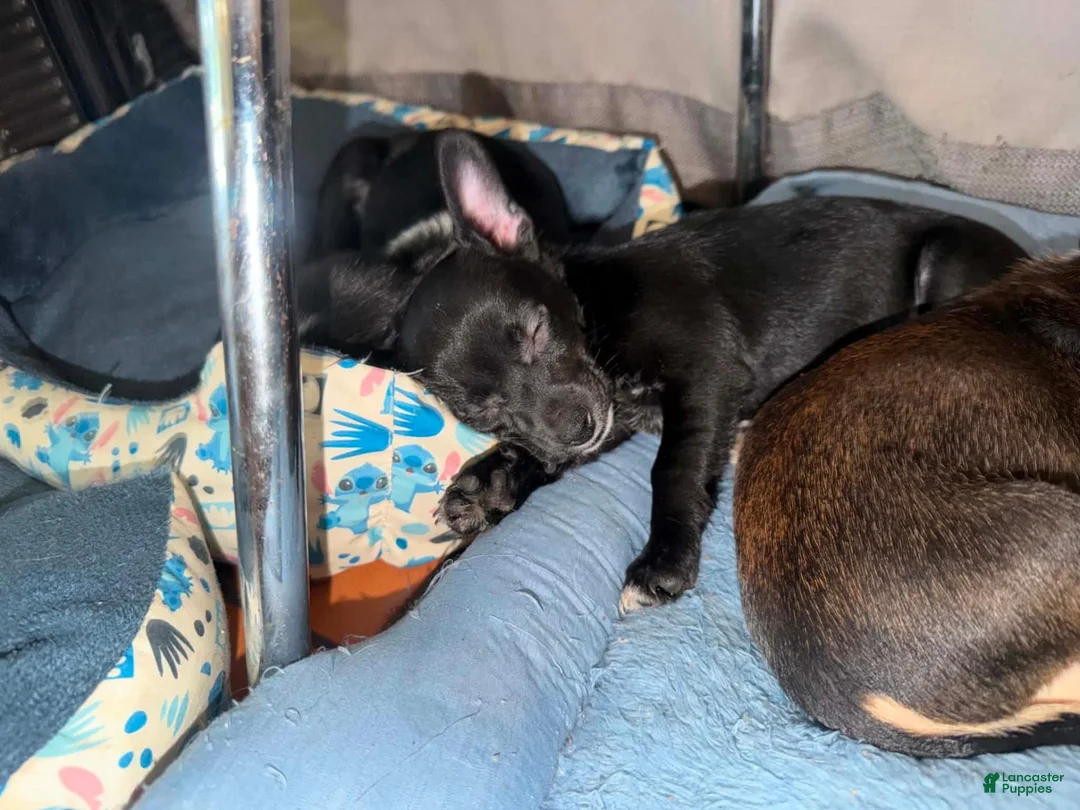 Jack Russell Terrier dogs for sale: Jack Russell Terrier 3 - Ad 1