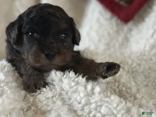 Mini Goldendoodle dogs Spice - Ad 22