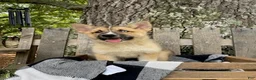 Pomsky dogs for sale: Cooper - Ad 3