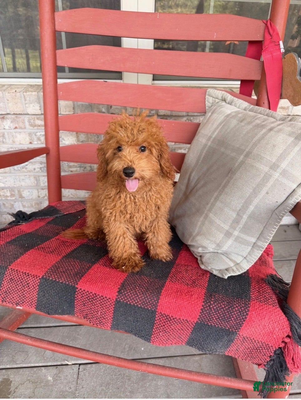 Mixed Breed dogs Taco - Ad 36
