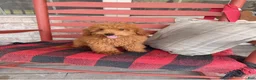 Mixed Breed dogs for sale: Taco - Ad 2