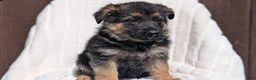German Shepherd dogs for sale: Zoey - Ad 5