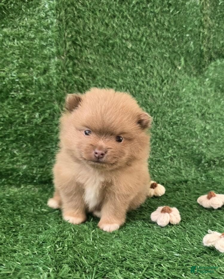 Pomeranian dogs Kiki - Ad 17