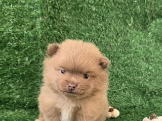 Pomeranian dogs Kiki - Ad 17