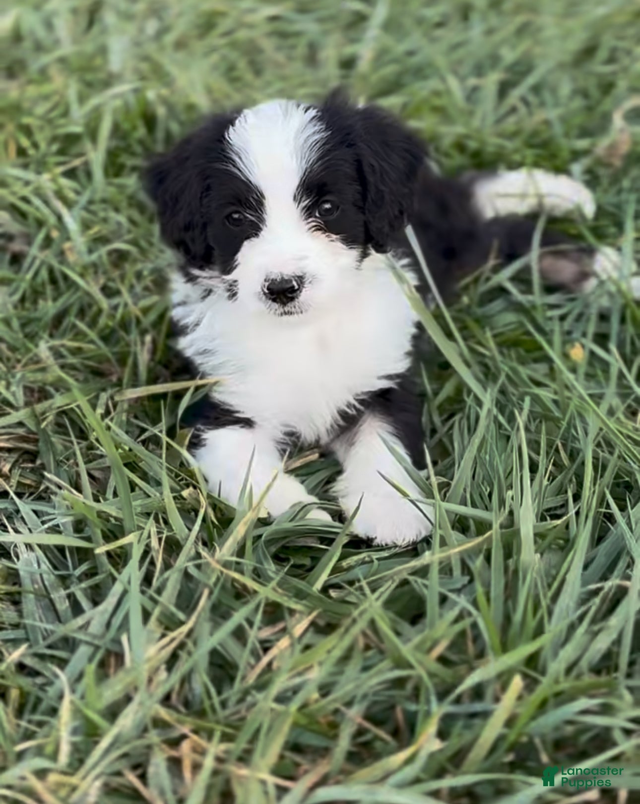 Mini Bernedoodle dogs for sale: Ranger - Ad 39