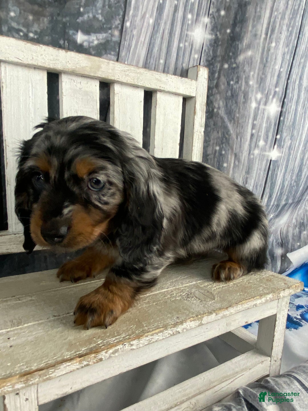 Miniature Dachshund dogs for sale: Marlow - Ad 9