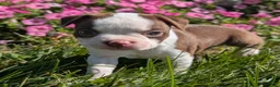 Boston Terrier dogs for sale: Cherry - Ad 7