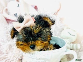 Yorkshire Terrier dogs Teacup Yorkshire Terrier Puppy 1 - Ad 27