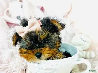 Yorkshire Terrier dogs Teacup Yorkshire Terrier Puppy 1 - Ad 20