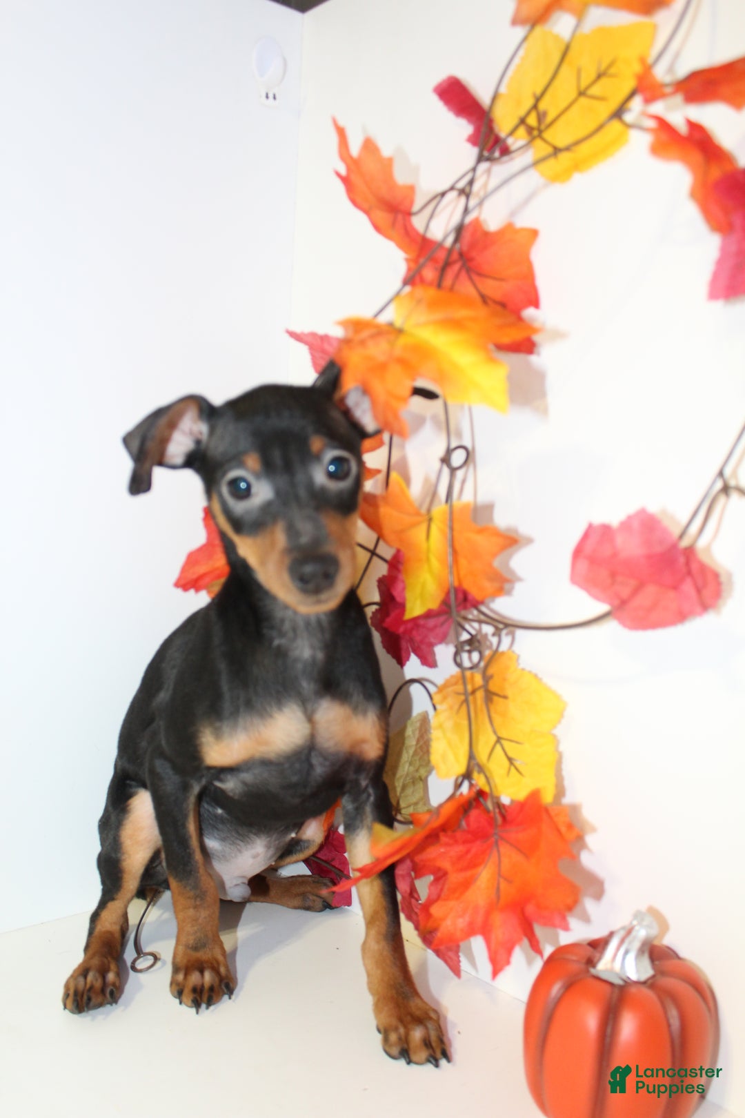 Miniature Pinscher dogs for sale: Rocky - Ad 1