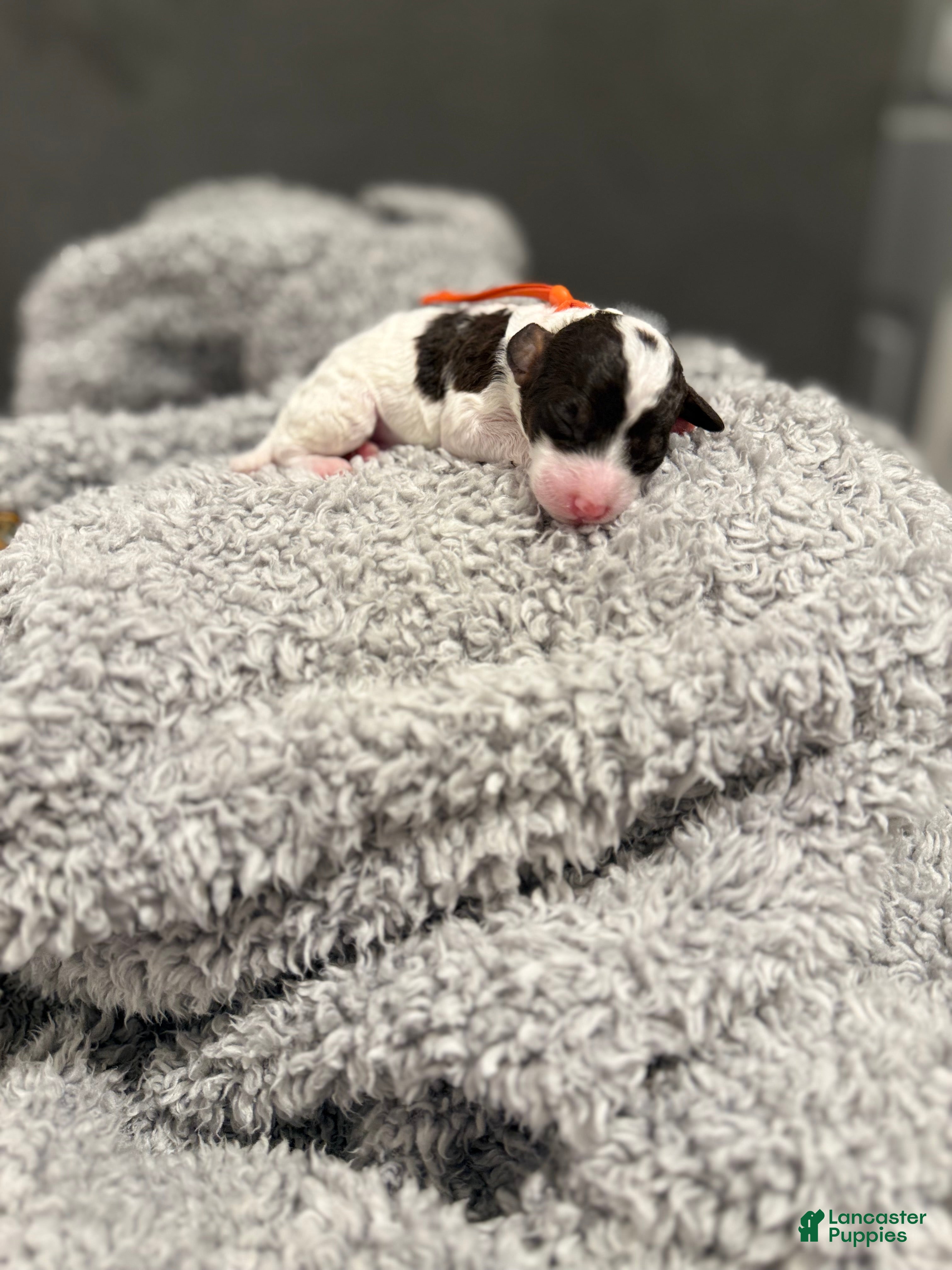 Miniature Poodle dogs Finley - Ad 23