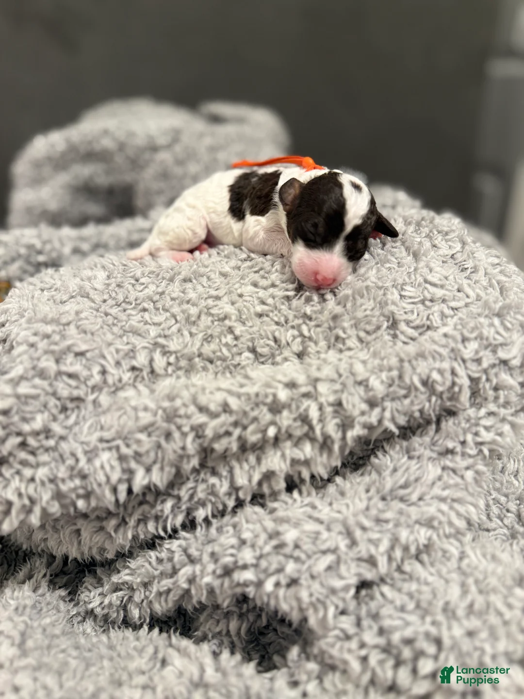 Miniature Poodle dogs for sale: Finley - Ad 1