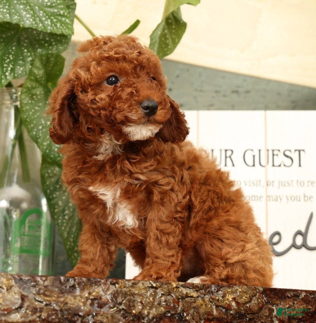 Miniature Poodle dogs Angie - Ad 2