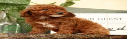 Miniature Poodle dogs for sale: Angie - Ad 2